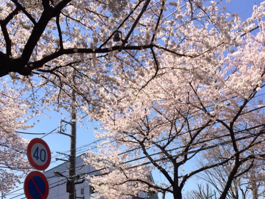 桜